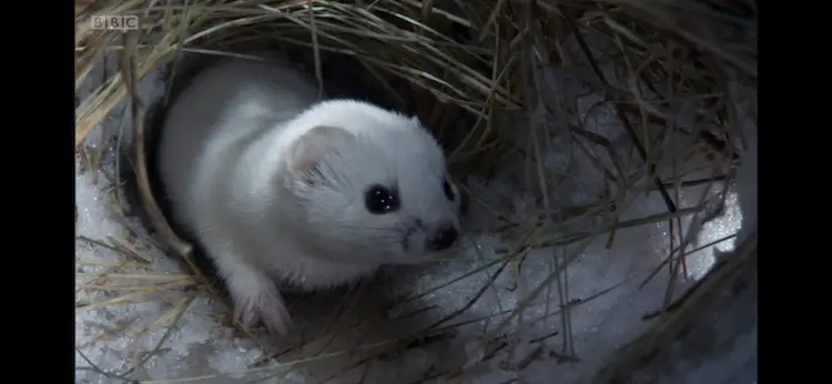 Least weasel (Mustela nivalis nivalis) as shown in Frozen Planet - Winter